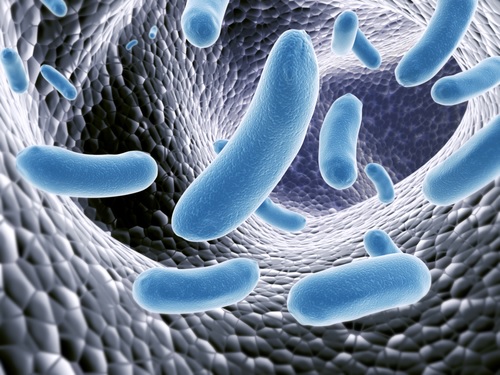 Náš vek podľa črevného mikrobiontu